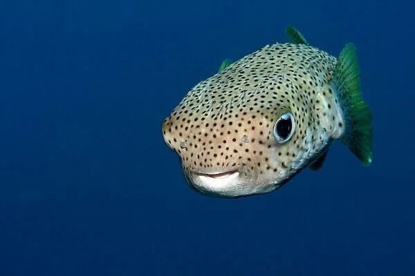 Black-spotted Porcupinefish - Red Sea