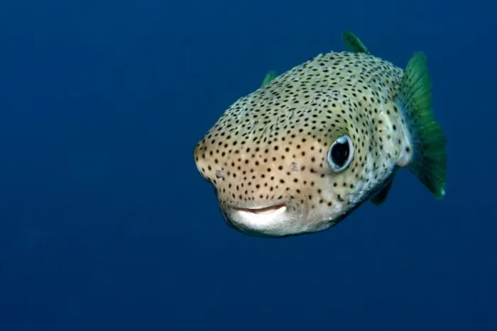 Framed Print : Black-spotted Porcupinefish - Red Sea Framed Print : Black-spotted Porcupinefish - Red Sea