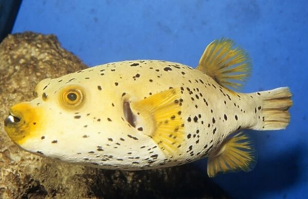 Black-spotted PUFFERFISH - side view