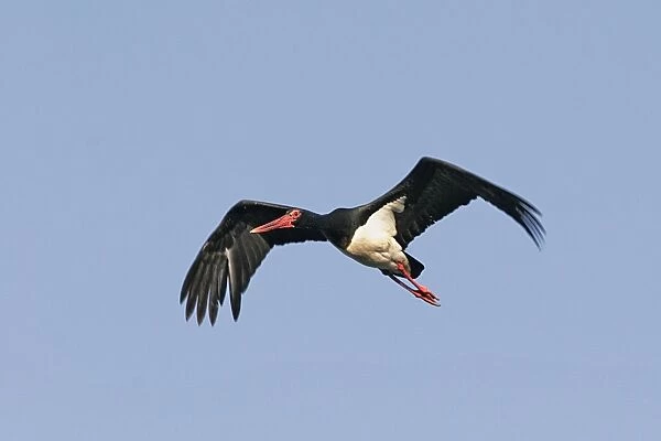 Black Stork - in flight. Aiguamolls National Park - Spain