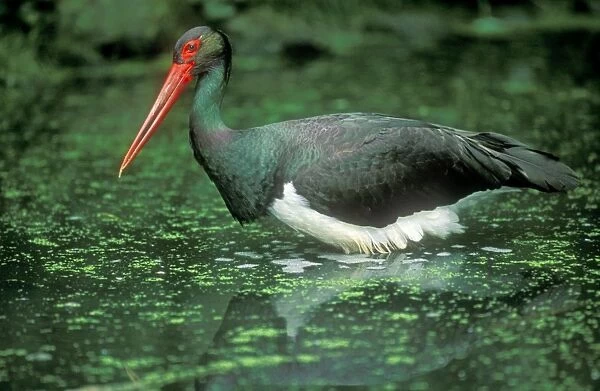 Black Stork - foraging for food in pond