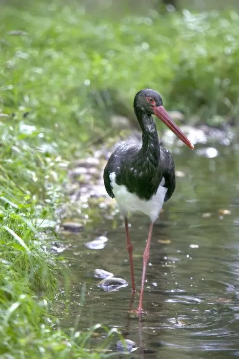 Framed Print : Black Stork. France
