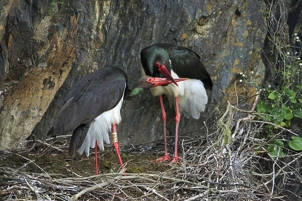 Black Stork - pair at nest, displaying, Portugal