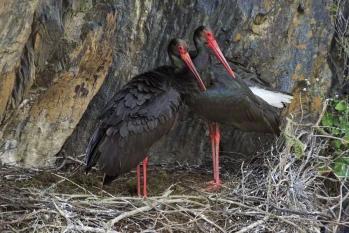 Framed Print : Black Stork - pair at nest, Portugal Framed Print : Black Stork - pair at nest, Portugal