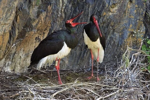 Black Stork - pair at nest, Portugal