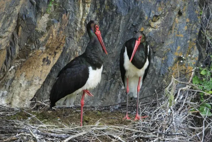 Framed Print : Black Stork - pair at nest, Portugal Framed Print : Black Stork - pair at nest, Portugal