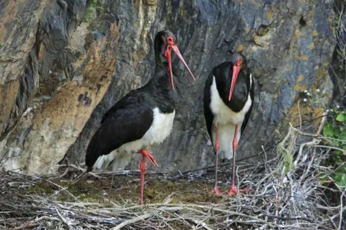 Framed Print : Black Stork - pair at nest, Portugal Framed Print : Black Stork - pair at nest, Portugal