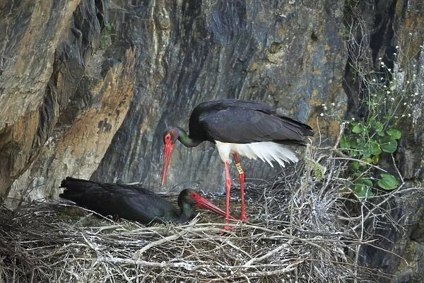 Black Stork - pair at nest, Portugal
