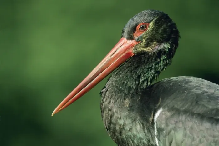 Framed Print : Black Stork - Portrait showing iridescent plumage, Hessen, Germany Framed Print : Black Stork - Portrait showing iridescent plumage, Hessen, Germany