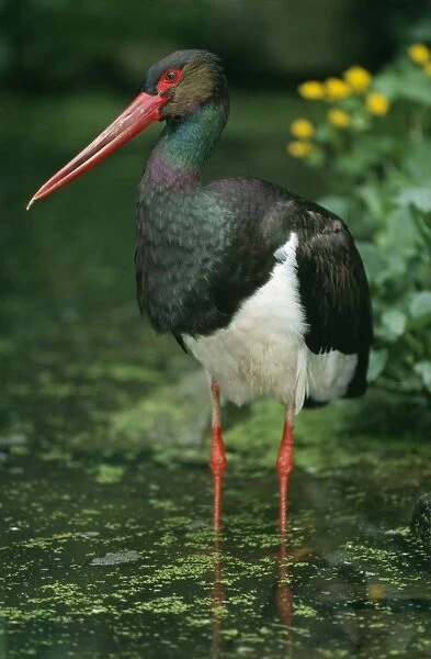 Black Stork Standing in pond