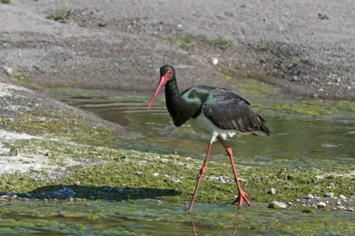 Framed Print : Black Stork - walking along in edge of river - Lesvos Framed Print : Black Stork - walking along in edge of river - Lesvos