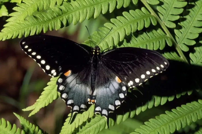 Framed Print : Black Swallowtail Framed Print : Black Swallowtail