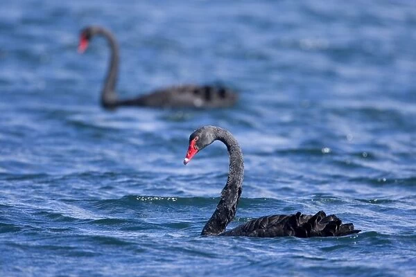 Black Swan two adult individuals swimming in freshwater lake Lake Rotoaria, Tongariro, North Island, New Zealand