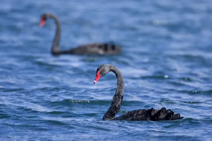 Framed Print : Black Swan two adult individuals swimming in freshwater lake Lake Rotoaria, Tongariro, North Island, New Zealand