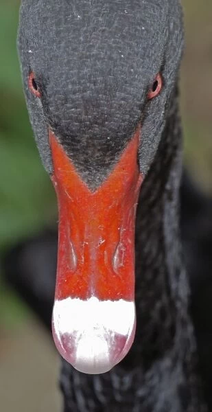 Black Swan - Australia