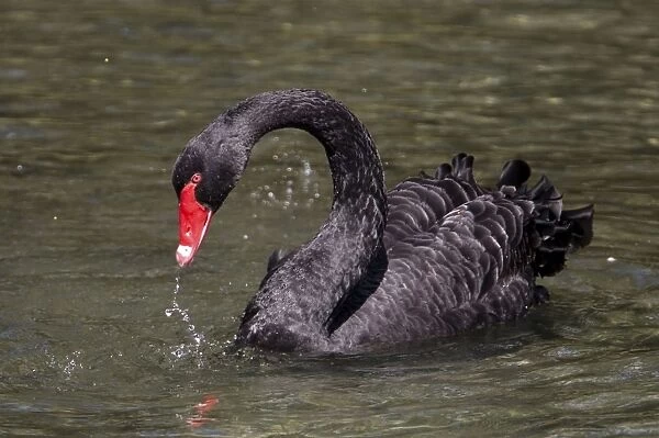 Black Swan Introduced to New Zealand in the 1860s. Now common throughout in lakes and ponds. At The Groynes, Christchurch, New Zealand