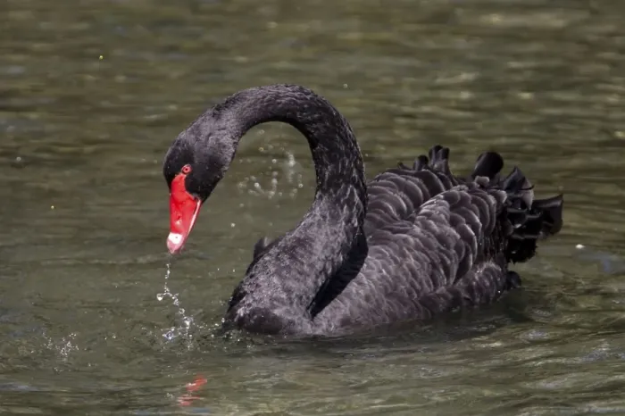 Framed Print : Black Swan Introduced to New Zealand in the 1860s. Now common throughout in lakes and ponds. At The Groynes, Christchurch, New Zealand Framed Print : Black Swan Introduced to New Zealand in the 1860s. Now common throughout in lakes and ponds. At The Groynes, Christchurch, New Zealand