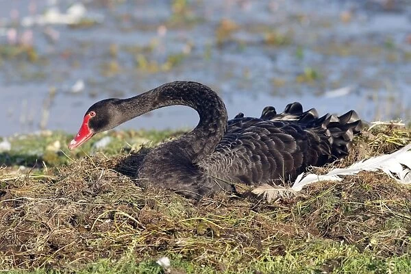 Black Swan - on nest. Marquenterre Marsh - Bay of Somme - France