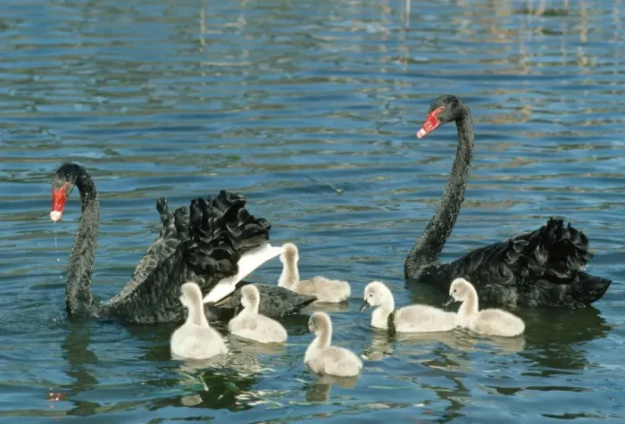 Framed Print : Black Swan - pair with cygnets on water Framed Print : Black Swan - pair with cygnets on water