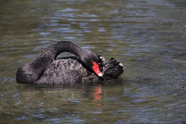 Black Swan preening Introduced to New Zealand in the 1860s. Now common throughout in lakes and ponds. At The Groynes, Christchurch, New Zealand