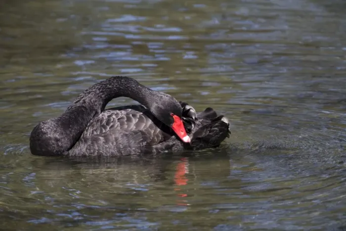 Framed Print : Black Swan preening Introduced to New Zealand in the 1860s. Now common throughout in lakes and ponds. At The Groynes, Christchurch, New Zealand Framed Print : Black Swan preening Introduced to New Zealand in the 1860s. Now common throughout in lakes and ponds. At The Groynes, Christchurch, New Zealand
