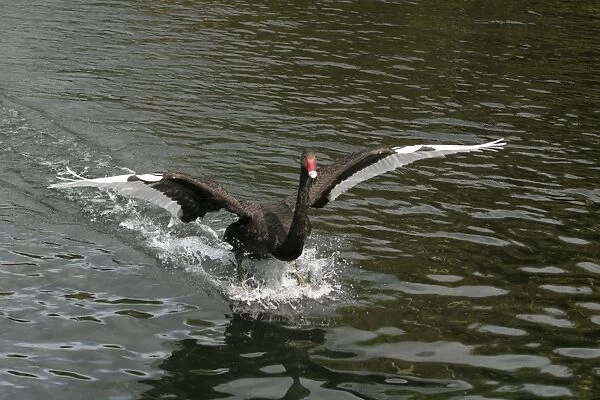 Black Swan Western Springs, Auckland, New Zealand