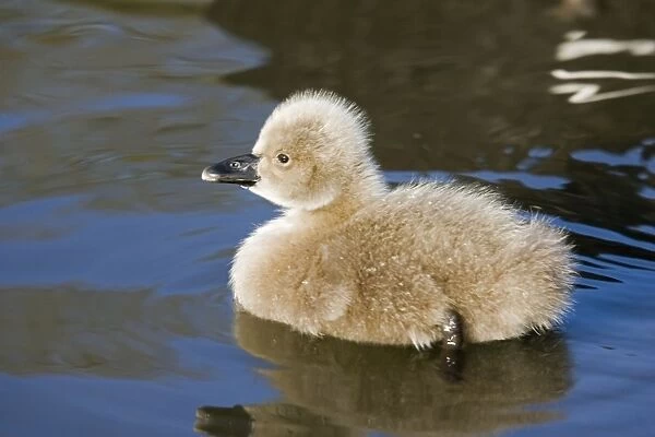 Black Swan - Young cygnet. Slimbridge, UK