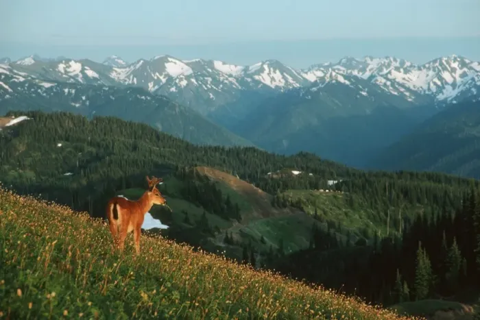 Framed Print : Black-tail Deer - buck in alpine meadow covered with bistort flowers, summer. Olympic national park; Washington, USA. MD351 Framed Print : Black-tail Deer - buck in alpine meadow covered with bistort flowers, summer. Olympic national park; Washington, USA. MD351