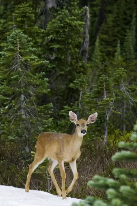 Framed Print : Black-tailed Deer Framed Print : Black-tailed Deer