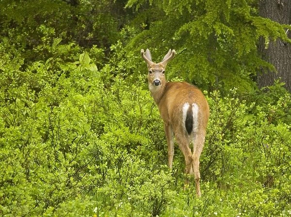 Black-tailed deer  /  Blacktail deer, (Odocoileus hemionus) in mountain forest, Mount Rainier, Washington