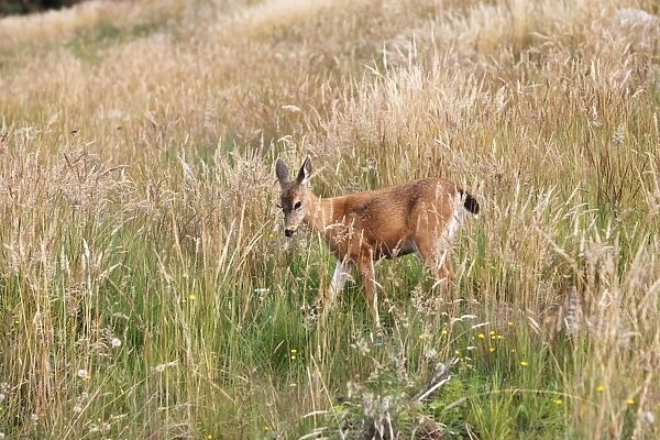 Black-tailed Deer. British Colombia - Canada