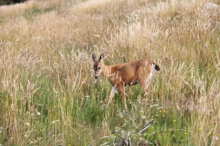 Framed Print : Black-tailed Deer. British Colombia - Canada
