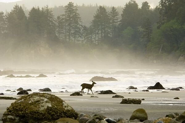 Black-tailed Deer - doe walking along Olympic National Park beach. Washington, USA. _TPL2590