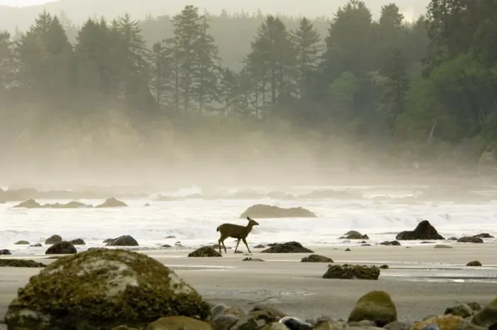 Framed Print : Black-tailed Deer - doe walking along Olympic National Park beach. Washington, USA. _TPL2590 Framed Print : Black-tailed Deer - doe walking along Olympic National Park beach. Washington, USA. _TPL2590