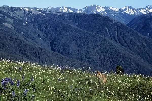 Black-tailed Deer - fawn in subalpine meadow, summer. Olympic National Park, Washington, USA. MD144