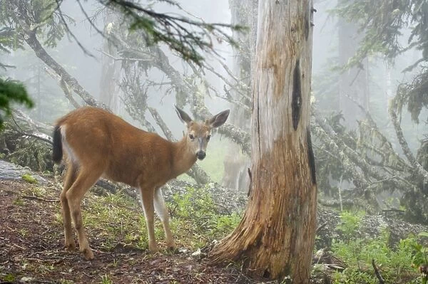 Black Tailed Deer (Subsp of Mule deer) - in low early morning cloud Mount Rainier National Park Washington State, USA MA000179
