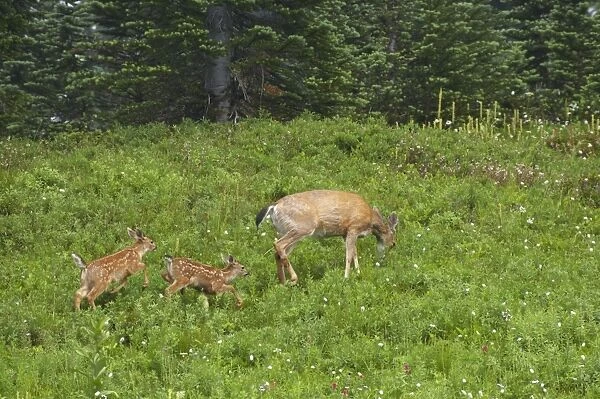 Black-Tailed Deer (Subsp of Mule deer) - in subalpine meadows, Doe and her two fawns Mount Rainier National Park, Washington State, USA MA000182