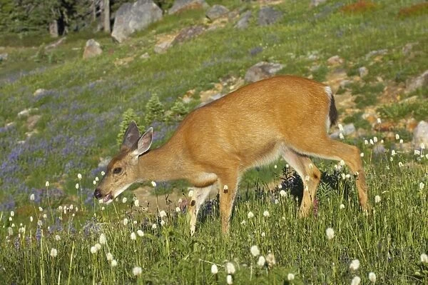 Black-Tailed Deer (Subsp of Mule deer) - grazing in subalpine meadows Mount Rainier National Park, Washington State, USA MA000156