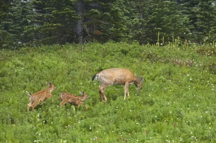 Framed Print : Black-Tailed Deer (Subsp of Mule deer) - in subalpine meadows, Doe and her two fawns Mount Rainier National Park, Washington State, USA MA000182 Framed Print : Black-Tailed Deer (Subsp of Mule deer) - in subalpine meadows, Doe and her two fawns Mount Rainier National Park, Washington State, USA MA000182