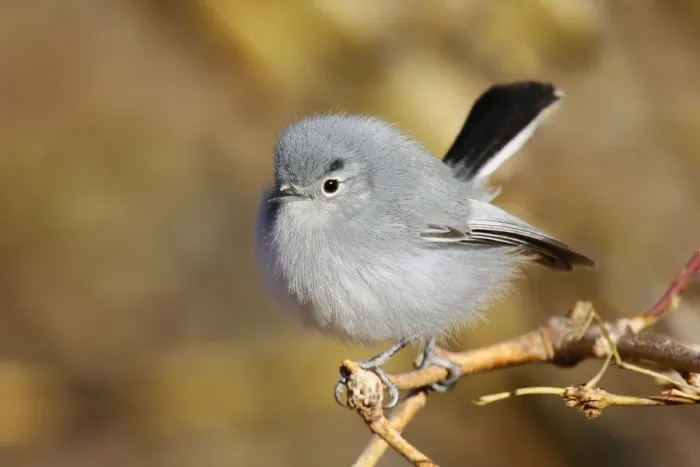 Framed Print : Black-tailed Gnatcatcher Framed Print : Black-tailed Gnatcatcher