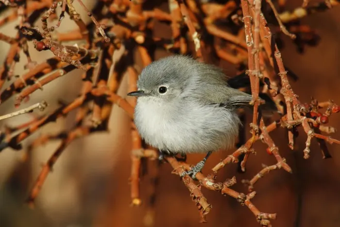 Framed Print : Black-tailed Gnatcatcher Framed Print : Black-tailed Gnatcatcher