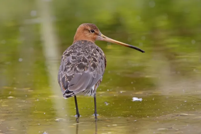 Framed Print : Black-tailed Godwit Framed Print : Black-tailed Godwit