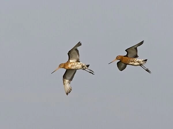 Black-tailed Godwit - Two dropping in - Norfolk UK