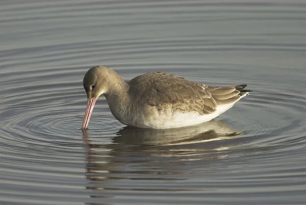 Black-tailed Godwit - In eclipse plumage feeding in water - Norfolk England