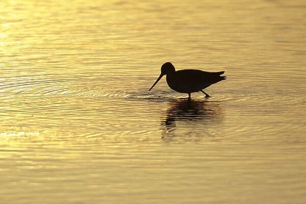 Black-tailed Godwit - feeding in lake at sunset - Texel - Holland