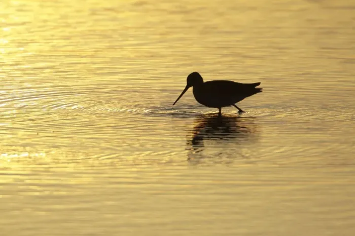 Framed Print : Black-tailed Godwit - feeding in lake at sunset - Texel - Holland Framed Print : Black-tailed Godwit - feeding in lake at sunset - Texel - Holland