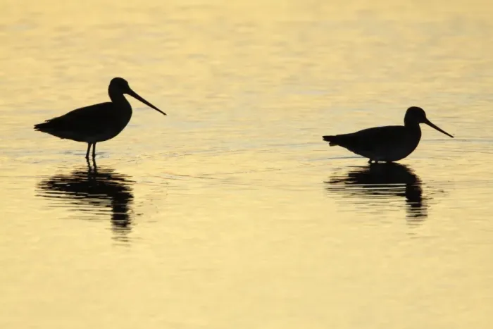 Framed Print : Black-tailed Godwit - feeding in lake at sunset - Texel - Holland Framed Print : Black-tailed Godwit - feeding in lake at sunset - Texel - Holland