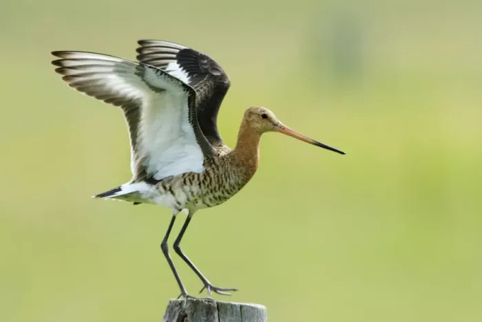 Framed Print : Black-tailed Godwit - female landing on post, Texel, Holland