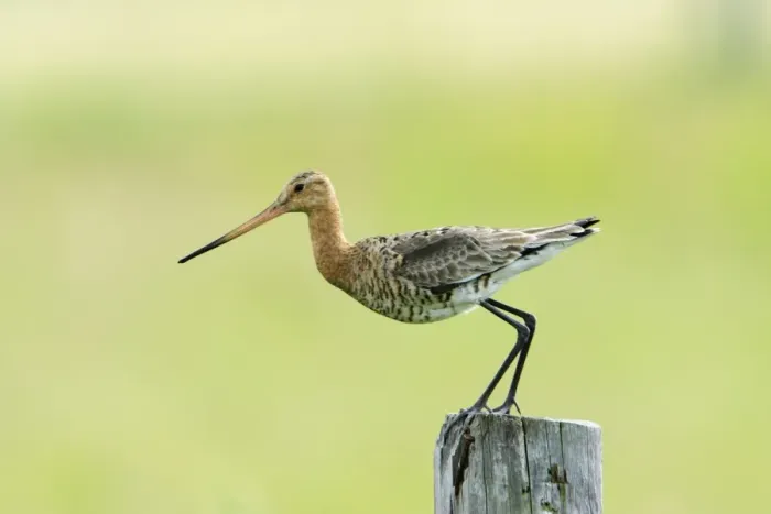 Framed Print : Black-tailed Godwit - female taking off from post, Texel, Holland