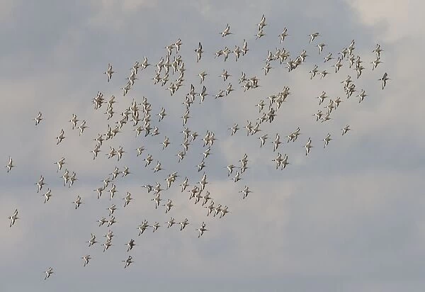 Black-tailed Godwit - Flock flying above Welny wash - early Spring -March- Nofolk UK